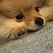 Oggy is registered to the contest to win money with this photo: dog, close_up, pomeranian, fluffy, resting, face, paw, fur, cute, pet, animal, nose, eyes, texture, grey, cozy, indoor, portrait, mammal, sleepy