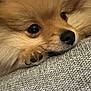 dog, close_up, pomeranian, fluffy, resting, face, paw, fur, cute, pet, animal, nose, eyes, texture, grey, cozy, indoor, portrait, mammal, sleepy