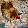 Oggy is registered to the contest to win money with this photo: dog, fluffy, brown, rose, flower, pavement, stone, outdoor, pet, curled_tail, sniffing, nature, canine, animal, close_up, evening, shadow, leaf, stem, quiet