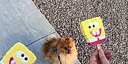 Oggy joined the competition — help win amazing prizes! dog, pomeranian, leash, sidewalk, rocks, hand, popsicle, spongebob, yellow, tongue, shoes, outdoor, summer, person, walking, pet, cute, small_dog, fun, treat