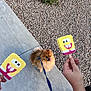 dog, pomeranian, leash, sidewalk, rocks, hand, popsicle, spongebob, yellow, tongue, shoes, outdoor, summer, person, walking, pet, cute, small_dog, fun, treat
