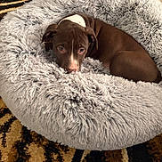 Talon joined the competition — help win amazing prizes! puppy, dog, pet_bed, fluffy, brown, white, indoor, carpet, floor, cozy, curled_up, cute, animal, fur, resting, looking_up, domestic, young_dog, comfort, relaxed