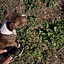 dog, brown, white, sitting, feet, sneakers, outdoor, grass, plants, leafy, ground, sunlight, shadow, casual, pet, animal, nature, daytime, relaxing, person