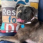 Majenica joined the competition — help win amazing prizes! dog, canine, gray_coat, short_hair, pit_bull_type, lying_down, couch, pillow, indoors, pet, collar, blue_tag, pink_collar, tongue_out, open_mouth, brown_eyes, portrait, relaxed, colorful_background, photography