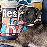 dog, canine, gray_coat, short_hair, pit_bull_type, lying_down, couch, pillow, indoors, pet, collar, blue_tag, pink_collar, tongue_out, open_mouth, brown_eyes, portrait, relaxed, colorful_background, photography