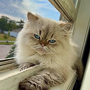 Mushu is registered to the contest to win money with this photo: cat, fluffy, blue_eyes, windowsill, window, screen, feline, pet, indoor, resting, animal, fur, whiskers, daylight, relaxed, close_up, portrait, looking_out, domestic, cute