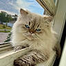 cat, fluffy, blue_eyes, windowsill, window, screen, feline, pet, indoor, resting, animal, fur, whiskers, daylight, relaxed, close_up, portrait, looking_out, domestic, cute
