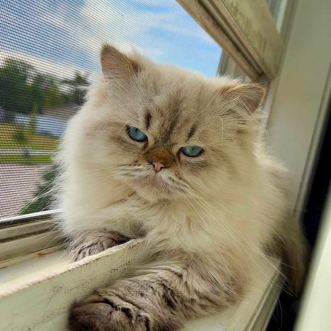 Mushu