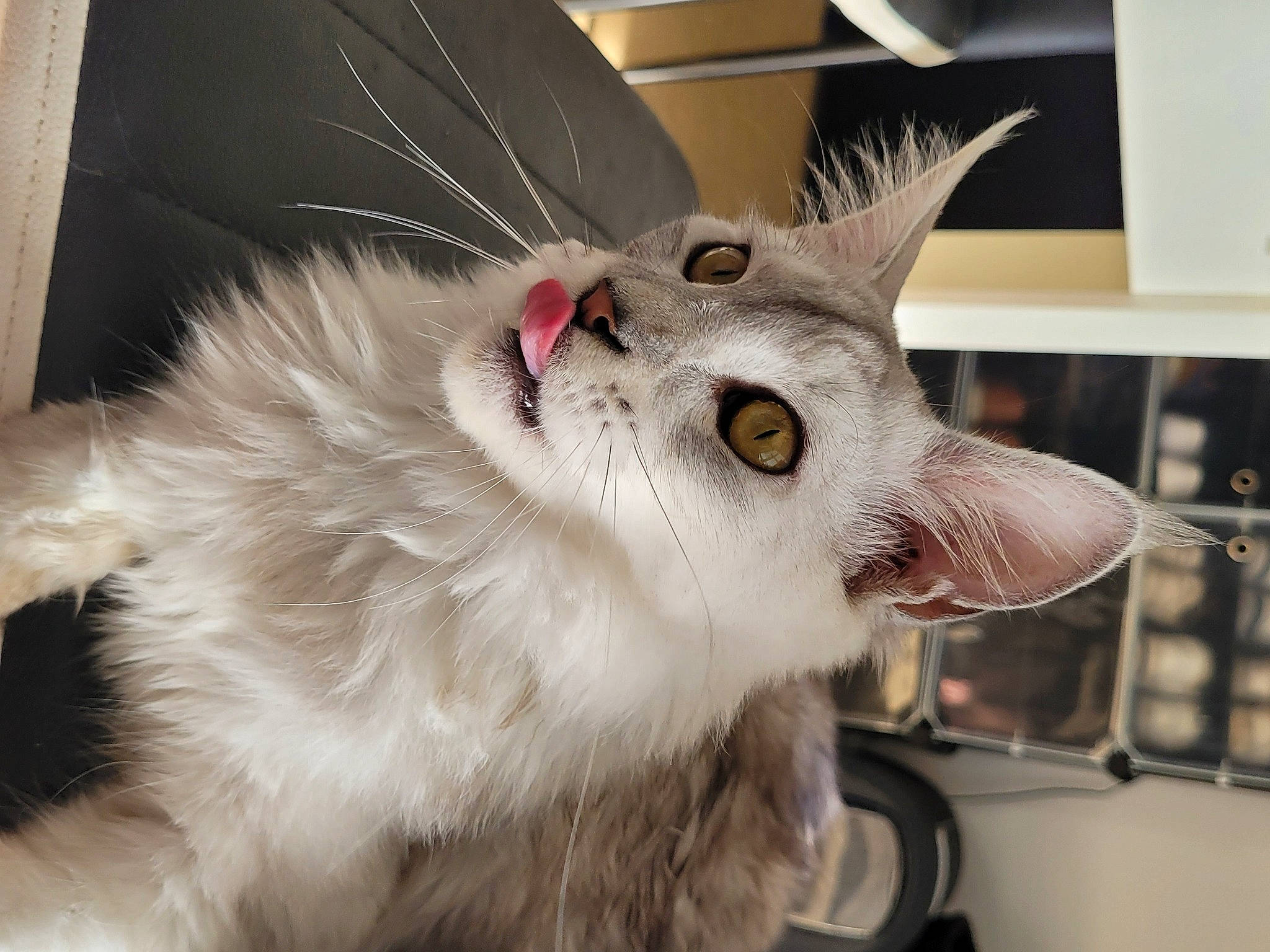 U?hu a rejoint le concours — aidez-le/la à gagner de superbes lots ! carnivore, cat, claw, domestic_short_haired_cat, ear, eyelash, fang, felidae, fur, paw, shelf, small_to_medium_sized_cats, snout, tail, whiskers