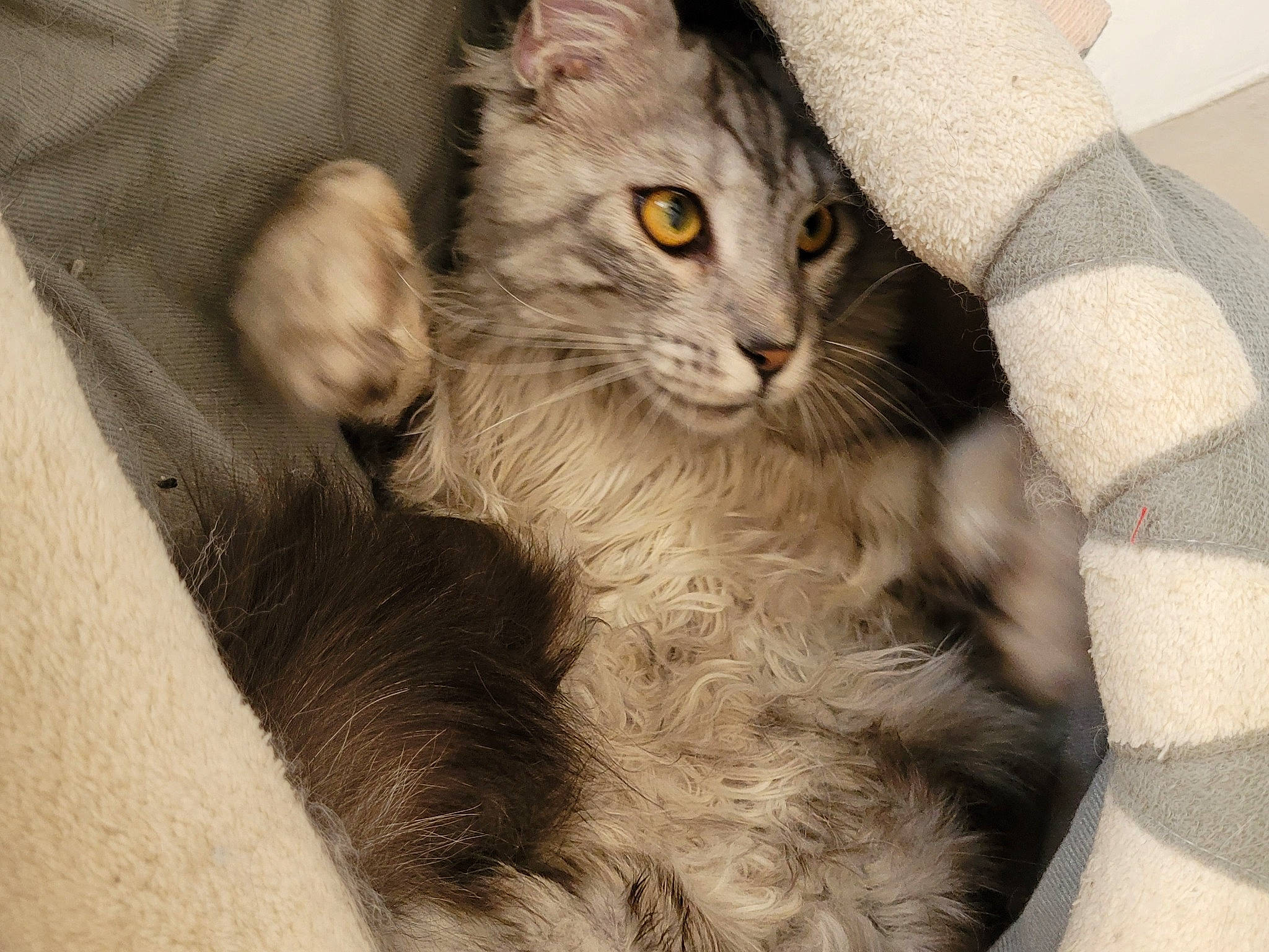 Ushitõ a rejoint le concours — aidez-le/la à gagner de superbes lots ! carnivore, cat, claw, comfort, domestic_short_haired_cat, eye, felidae, fur, grey, paw, small_to_medium_sized_cats, tail, terrestrial_animal, whiskers, window