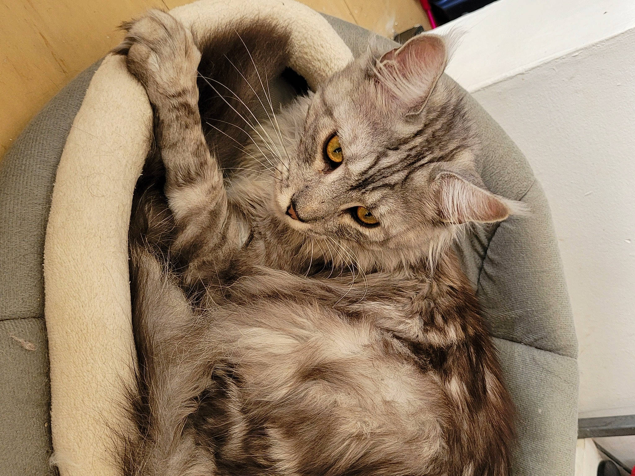 Ushitõ participe au concours pour gagner de l'argent avec cette photo : carnivore, cat, cat_bed, claw, comfort, domestic_short_haired_cat, ear, eye, felidae, fur, gesture, grey, paw, small_to_medium_sized_cats, snout, tail, whiskers