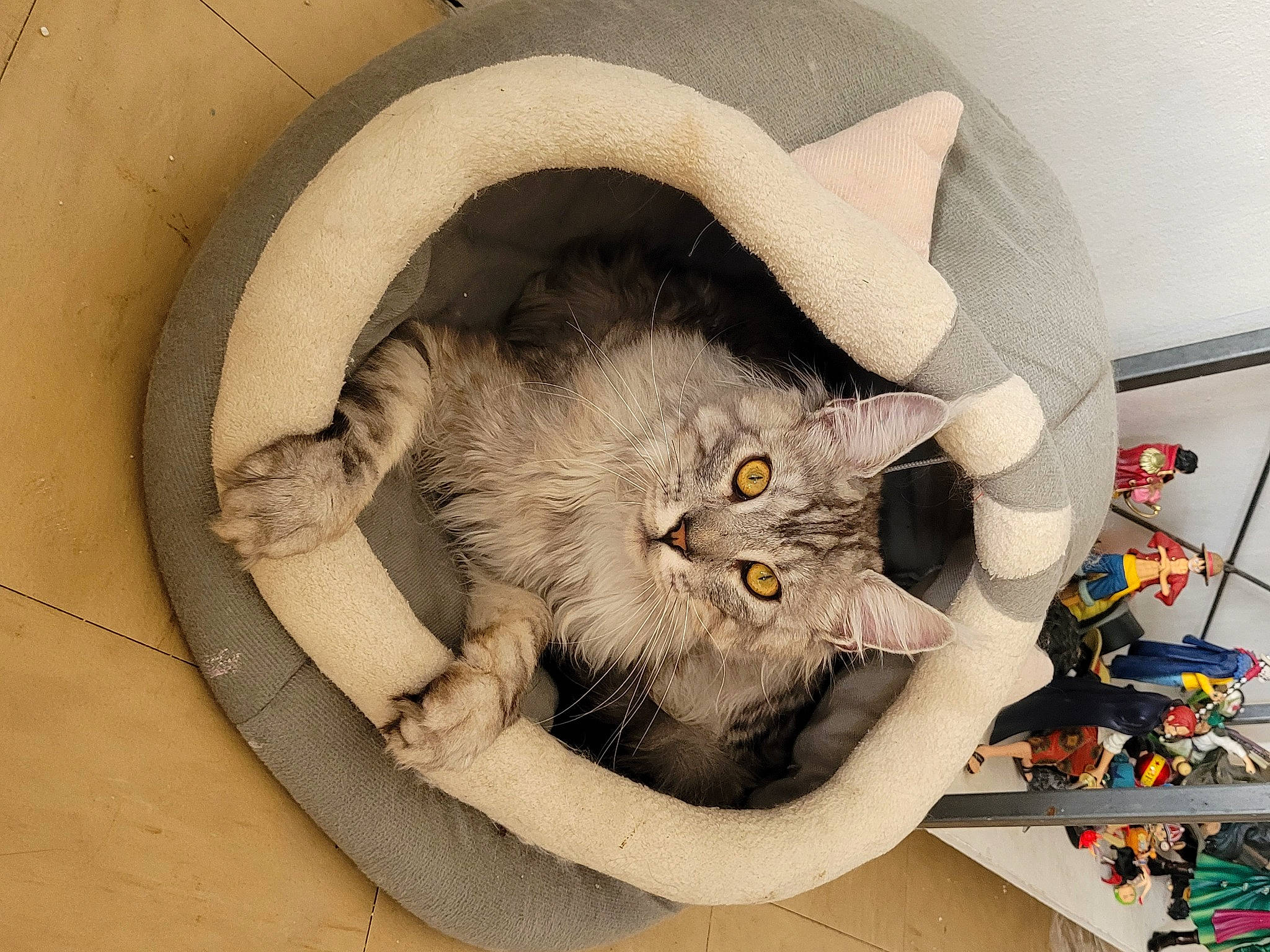 Ushitõ participe au concours pour gagner de l'argent avec cette photo : bag, carnivore, cat, cat_bed, cat_supply, circle, claw, comfort, domestic_short_haired_cat, felidae, fur, grey, paw, pet_supply, room, small_to_medium_sized_cats, tail, visual_arts, whiskers