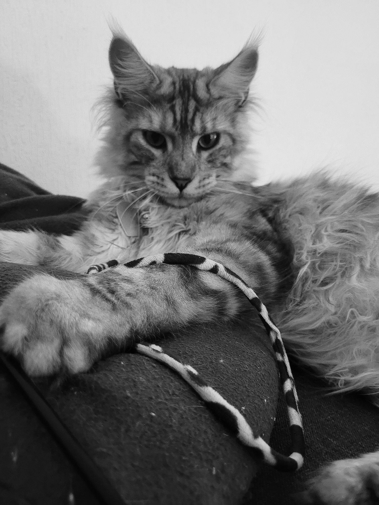 Ushitõ participe au concours pour gagner de l'argent avec cette photo : bed, black_and_white, carnivore, cat, claw, comfort, eye, felidae, fur, grey, iris, monochrome, monochrome_photography, paw, plant, small_to_medium_sized_cats, snout, style, tail, whiskers