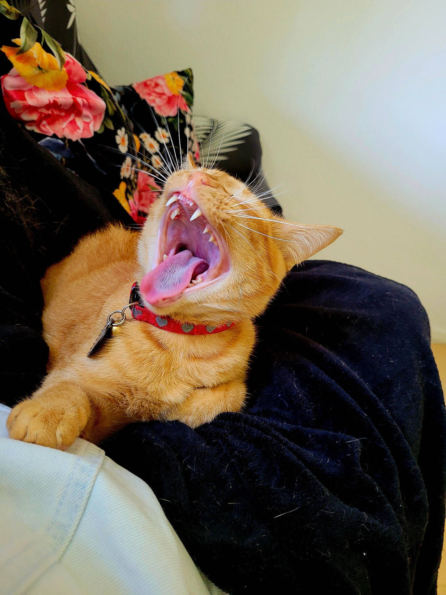 Takayo participe au concours pour gagner de l'argent avec cette photo : carnivore, cat, comfort, companion_dog, dog_breed, domestic_short_haired_cat, eye, fang, felidae, foot, fur, gesture, glasses, human_leg, jaw, paw, small_to_medium_sized_cats, whiskers, window, yawn