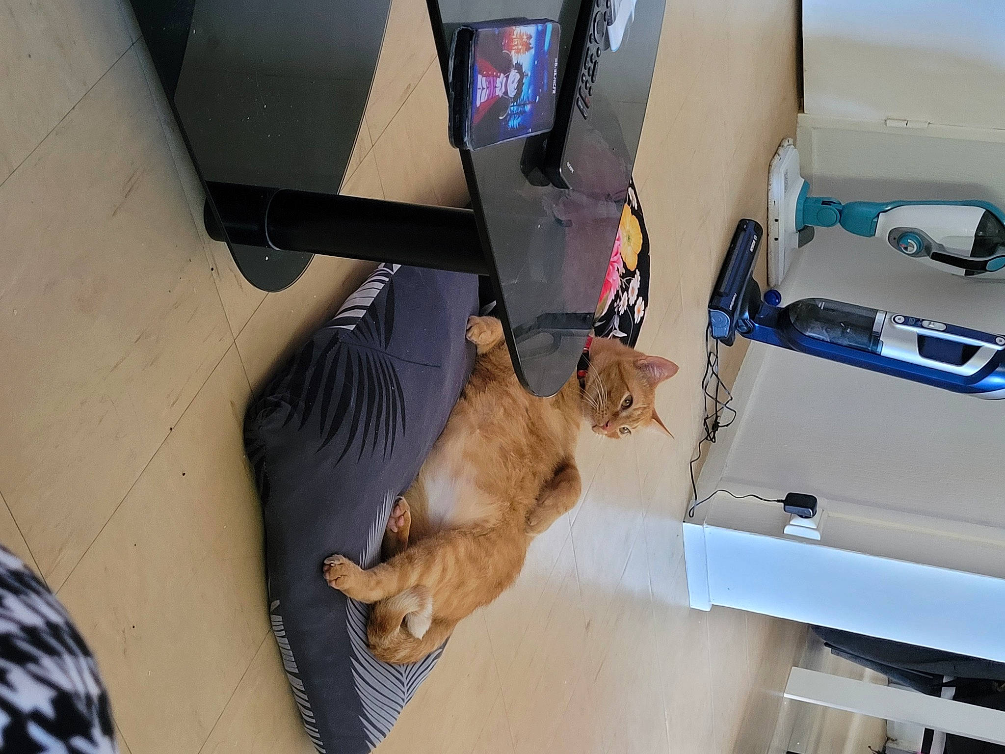 Takayo a rejoint le concours — aidez-le/la à gagner de superbes lots ! auto_part, automotive_exterior, carnivore, cat, companion_dog, dog_breed, fawn, felidae, flooring, fur, hardwood, machine, personal_luxury_car, room, small_to_medium_sized_cats, sporting_group, tail, vehicle, vehicle_door, wood