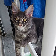 Arthur participe au concours pour gagner de l'argent avec cette photo : cat, closeup, curious, cute, domestic_animal, feline, fur, golden_eyes, gray_tabby, household, indoor, kitten, looking, paw, pet, relaxed, resting, shelf, whiskers, young_cat