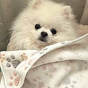 Bonya joined the competition — help win amazing prizes! adorable, animal, blanket, companion, cozy, cute, cute_pet, dog, fluffy, fur, indoor, paw_prints, pet, pomeranian, portrait, resting, small_dog, snuggling, soft, white