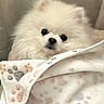 adorable, animal, blanket, companion, cozy, cute, cute_pet, dog, fluffy, fur, indoor, paw_prints, pet, pomeranian, portrait, resting, small_dog, snuggling, soft, white
