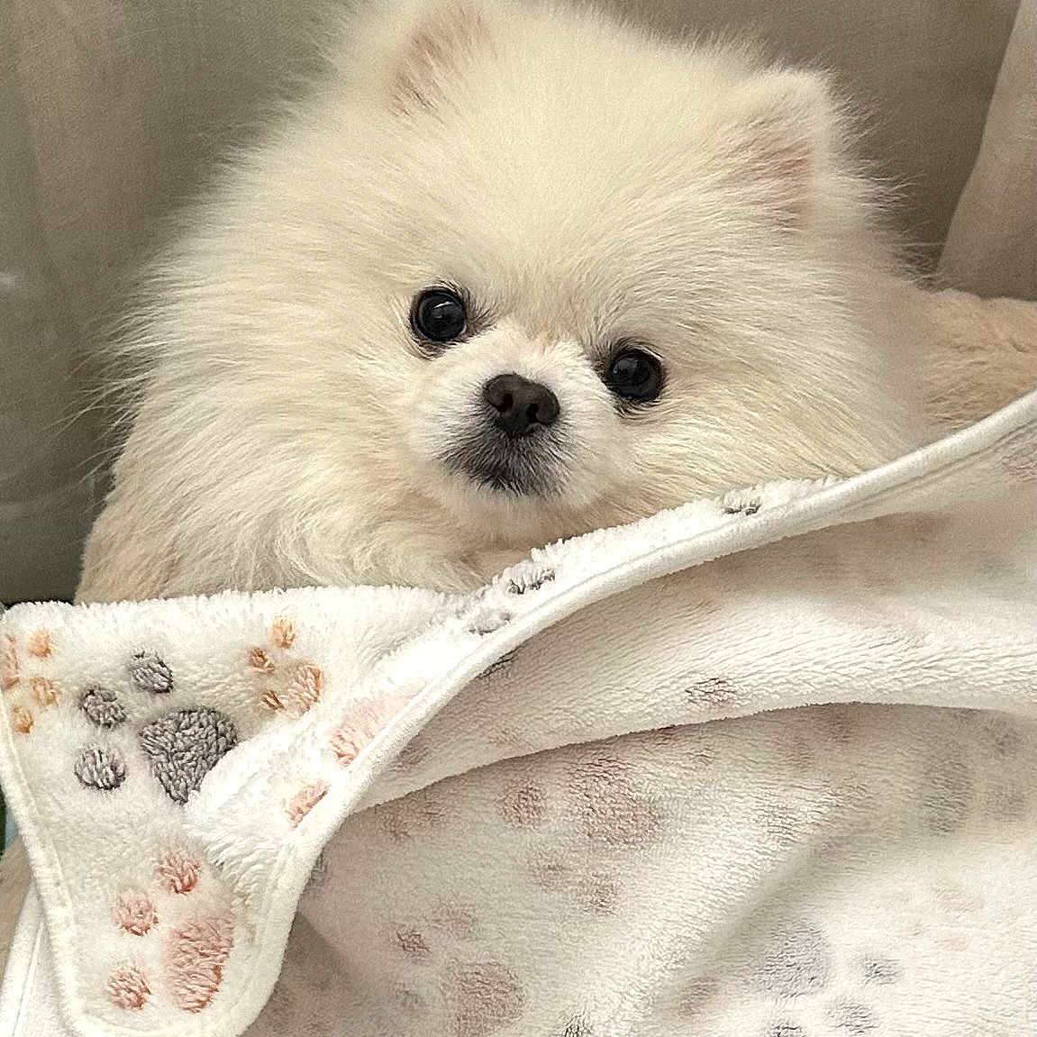 Bonya