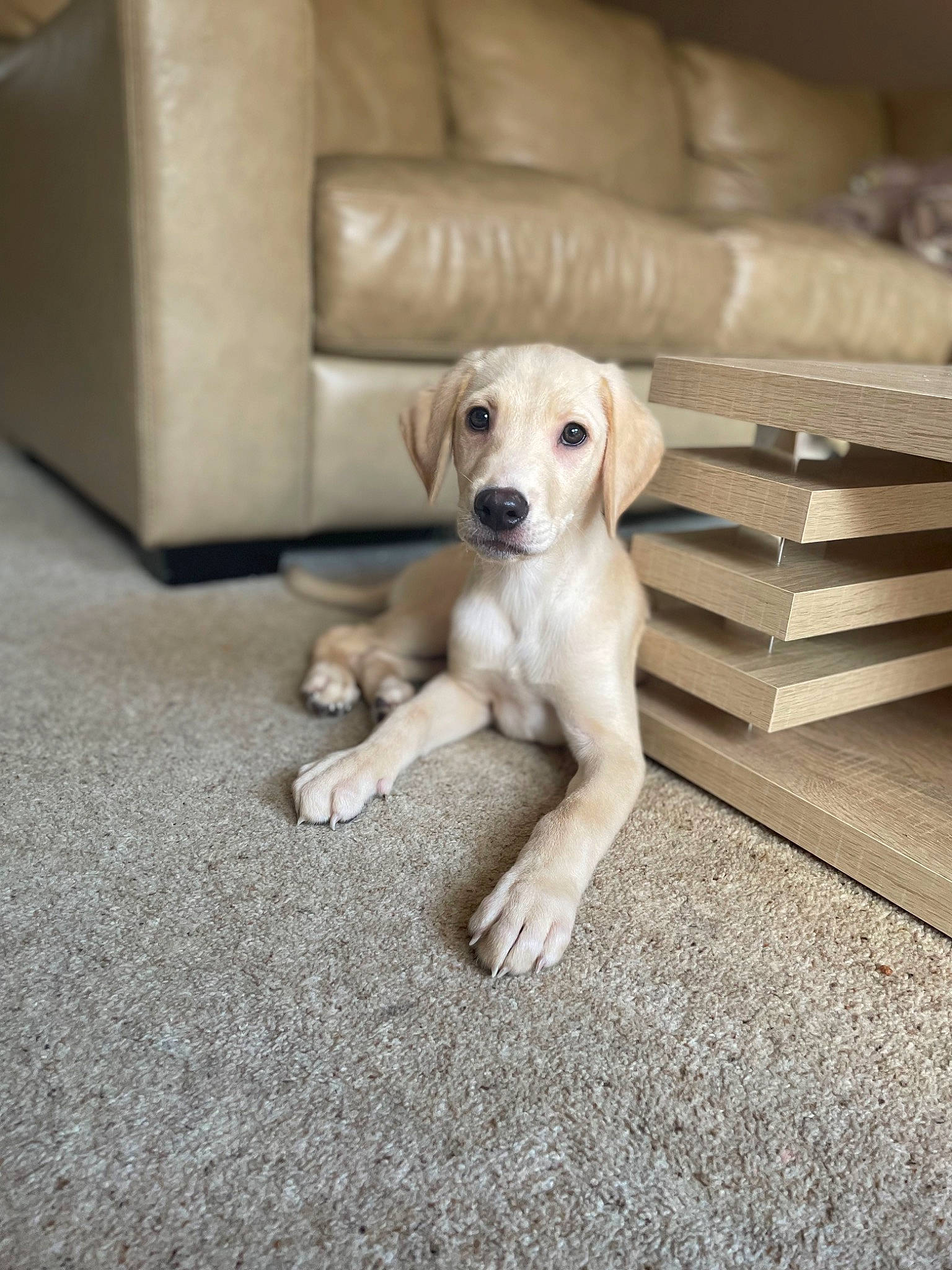 Jaxon joined the competition — help win amazing prizes! carnivore, comfort, companion_dog, couch, dog, dog_breed, fawn, floor, flooring, hardwood, non_sporting_group, paw, plant, puppy, room, sporting_group, tail, wood, working_animal