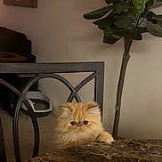 Muffin joined the competition — help win amazing prizes! cat, chair, curious, domestic, face, feline, fluffy, fur, furniture, home, houseplant, indoor, looking_up, marble_table, metal_chair, orange_cat, paw, pet, plant, table