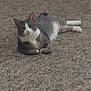 animal, carpet, cat, cozy, curious, domestic, ears, feline, floor, gray_fur, indoor, lying_down, mammal, pet, relaxed, resting, striped, tail, whiskers, white_paws