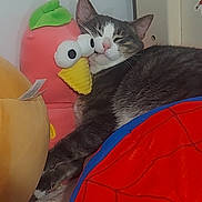 Megatron is registered to the contest to win money with this photo: animal, bedroom, blue, cat, close_up, colorful, cozy, cushion, cute, feline, green, indoor, pet, plush_toy, red, relaxed, resting, soft_toy, stuffed_animal, yellow