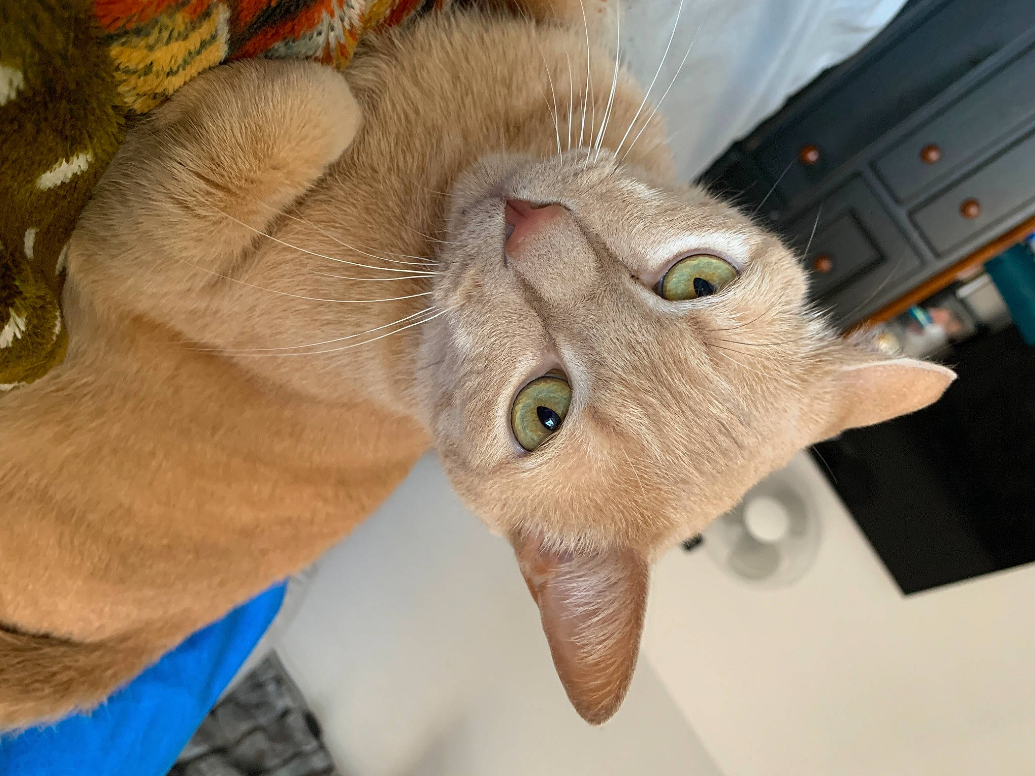 Nico is registered to the contest to win money with this photo: asian, burmilla, carnivore, cat, domestic_short_haired_cat, ear, european_shorthair, eye, fawn, felidae, mammal, singapura, small_to_medium_sized_cats, snout, whiskers