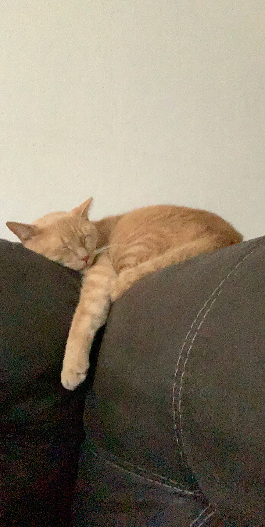 Nico joined the competition — help win amazing prizes! british_shorthair, carnivore, cat, fawn, felidae, kitten, mammal, small_to_medium_sized_cats, tail, whiskers