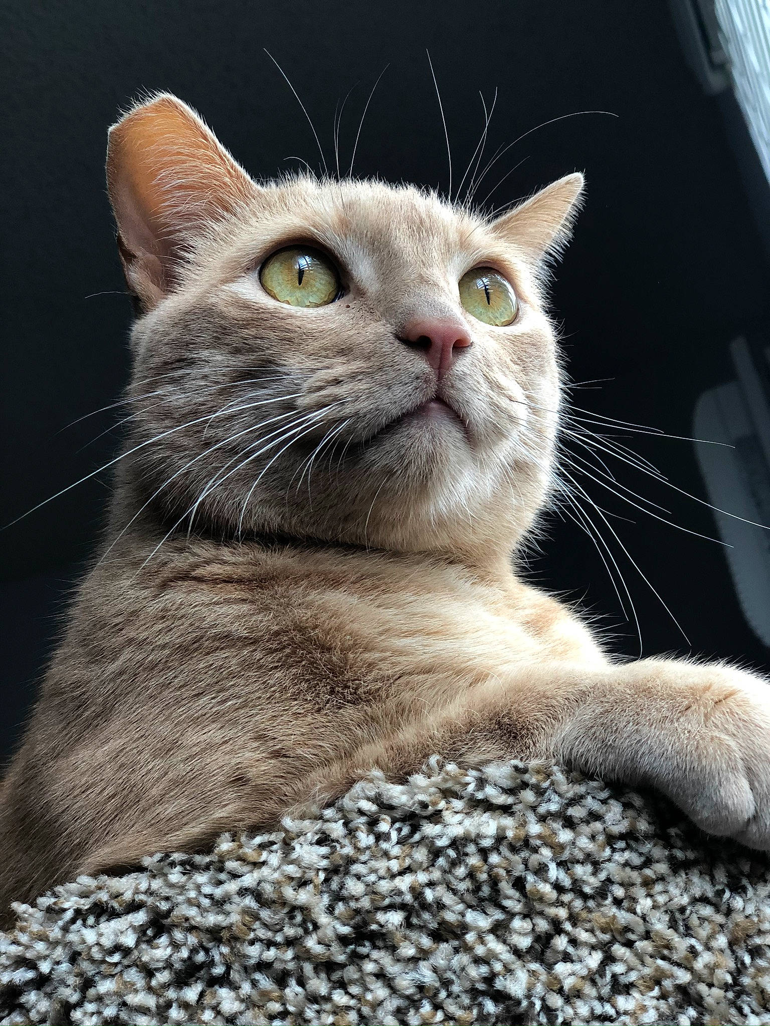 Nico is registered to the contest to win money with this photo: aegean_cat, american_wirehair, asian, australian_mist, british_shorthair, burmilla, carnivore, cat, domestic_short_haired_cat, european_shorthair, fawn, felidae, kitten, mammal, polydactyl_cat, small_to_medium_sized_cats, snout, tabby_cat, vertebrate, whiskers