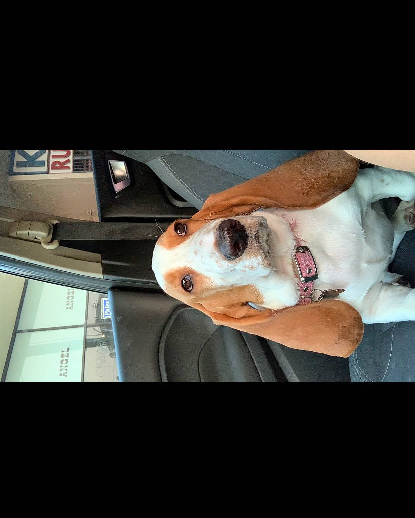 Frenchie joined the competition — help win amazing prizes! american_bulldog, american_pit_bull_terrier, american_staffordshire_terrier, beagle, boston_terrier, bulldog, canidae, carnivore, companion_dog, dog, dog_breed, ear, fawn, mouth, non_sporting_group, nose, pit_bull, puppy, snout, sporting_group