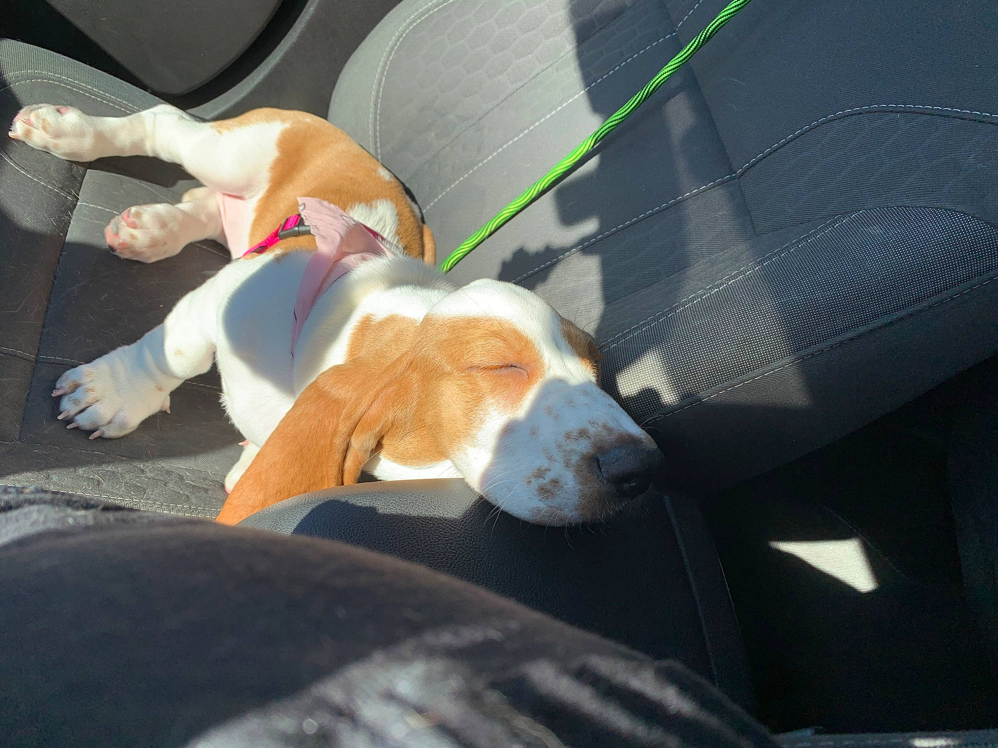 Frenchie joined the competition — help win amazing prizes! american_foxhound, basset_artesien_normand, basset_hound, beagle, beagle_harrier, braque_saint_germain, canidae, carnivore, dog, dog_breed, drever, estonian_hound, fawn, harrier, hound, mammal, pocket_beagle, scent_hound, schweizer_laufhund, sporting_group