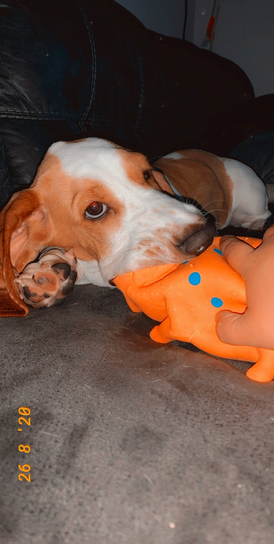 Frenchie joined the competition — help win amazing prizes! basset_artesien_normand, basset_hound, beagle, canidae, carnivore, companion_dog, dog, dog_breed, drever, ear, estonian_hound, fawn, finnish_hound, harrier, hound, mammal, pocket_beagle, posavac_hound, schweizer_laufhund, snout