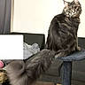 Blaze is registered to the contest to win money with this photo: cat, fluffy, gray, long_tail, cat_tree, indoor, furniture, sofa, blanket, curtains, pet, animal, portrait, looking, home, cozy, feline, sitting, tail, domestic_cat