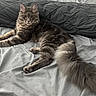 Blaze is registered to the contest to win money with this photo: cat, gray_cat, fluffy_tail, bed, blanket, indoor, pet, feline, resting, animal, fur, whiskers, ears, eyes, paw, muzzle, domestic_animal, cute, relaxed, portrait