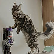 Blaze is registered to the contest to win money with this photo: cat, fluffy, standing, vacuum_cleaner, dyson, curious, indoor, pet, feline, long_hair, paw, wall, home, appliance, tail, looking, domestic, cute, animal, playful