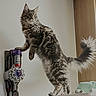 cat, fluffy, standing, vacuum_cleaner, dyson, curious, indoor, pet, feline, long_hair, paw, wall, home, appliance, tail, looking, domestic, cute, animal, playful