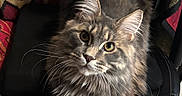 Blaze is registered to the contest to win money with this photo: cat, fluffy, tabby, chair, indoor, pet, fur, whiskers, curious, animal, feline, tail, paw, looking_up, domestic_cat, cozy, patterned_background, soft_lighting, seated, closeup