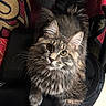 cat, fluffy, tabby, chair, indoor, pet, fur, whiskers, curious, animal, feline, tail, paw, looking_up, domestic_cat, cozy, patterned_background, soft_lighting, seated, closeup