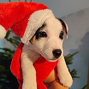 Daryl participe au concours pour gagner de l'argent avec cette photo : animal, ball, beagle, canine, clothing, dog, eskimodog, football, hound, husky, labradorretriever, pet, puppy, snout, soccer, soccerball, sport, terrier, towel, whitedog