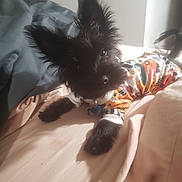 Barack joined the competition — help win amazing prizes! dog, small_dog, black_dog, pet, bed, blanket, pajamas, animal, cute, indoor, resting, fur, canine, collar, soft_light, cozy, ears, lying_down, domestic_animal, sleepwear