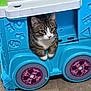 Zeek is registered to the contest to win money with this photo: animal, blue_toy, cat, colorful, curious, cute, domestic_cat, ears, feline, floor, indoor, kitten, paws, pet, playful, tabby_cat, tiled_floor, toy, vehicle, whiskers