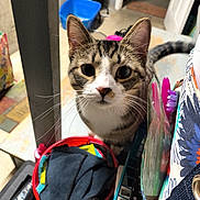 Zeek joined the competition — help win amazing prizes! bag, cat, closeup, clutter, colorful, container, curious, domestic, doorway, ears, eyes, face, floor, fur, household_items, indoor, pet, tabby, table, whiskers