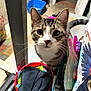 bag, cat, closeup, clutter, colorful, container, curious, domestic, doorway, ears, eyes, face, floor, fur, household_items, indoor, pet, tabby, table, whiskers