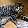 Zeek is registered to the contest to win money with this photo: animal, cat, closeup, curious, cute, domestic, ears, feline, flooring, indoor, laying, pet, portrait, relaxed, soft_light, striped_fur, tabby, whiskers, white_paws, wooden_floor