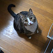 Jake is registered to the contest to win money with this photo: adorable, animal, cat, close_up, curious, cute, domestic_animal, feline, fur, household, indoor, looking_up, mammal, pet, soft_light, tabby, tail, whiskers, white_paws, wooden_floor