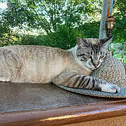 Igloo joined the competition — help win amazing prizes! cat, hat, animal, resting, outdoor, greenery, nature, feline, table, relaxation, patterned_hat, paw, head, fur, striped, quiet, peaceful, daylight, garden, background_blur