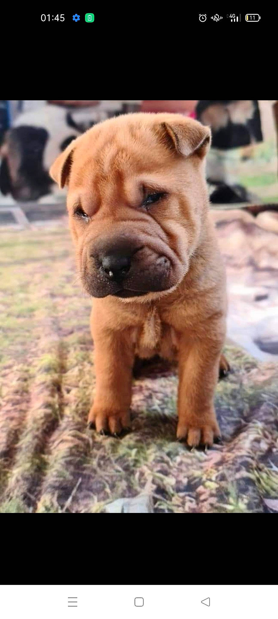 Tioupy participe au concours pour gagner de l'argent avec cette photo : ancient_dog_breeds, biting, bulldog, carnivore, companion_dog, dog, dog_breed, fawn, grass, guard_dog, liver, molosser, ori_pei, puppy, shar_pei, snout, terrestrial_animal, working_animal, working_dog, wrinkle