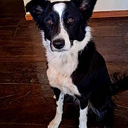 Lola participe au concours pour gagner de l'argent avec cette photo : alert, animal_photography, black_and_white, border_collie, brown_eyes, canine, dog, facial_markings, floor, hardwood, home, indoors, long_fur, looking_at_camera, pet, pointed_ears, portrait, sitting, white_chest, wooden_floor