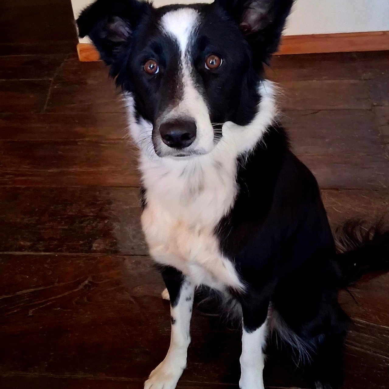 Lola participe au concours pour gagner de l'argent avec cette photo : alert, animal_photography, black_and_white, border_collie, brown_eyes, canine, dog, facial_markings, floor, hardwood, home, indoors, long_fur, looking_at_camera, pet, pointed_ears, portrait, sitting, white_chest, wooden_floor